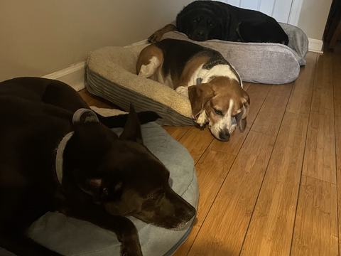 Rocky Theo and Grace in bed
