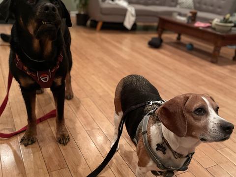 Rocky and Theo ready for a walk