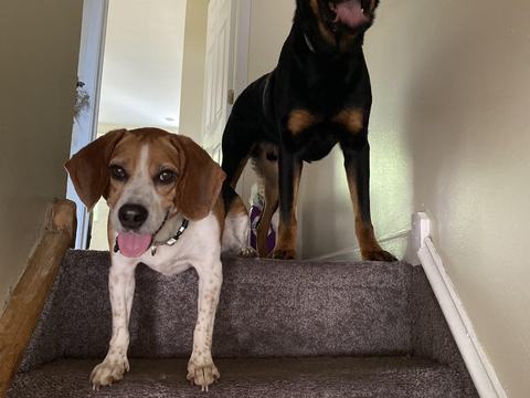 Theo and Rocky on the stairs